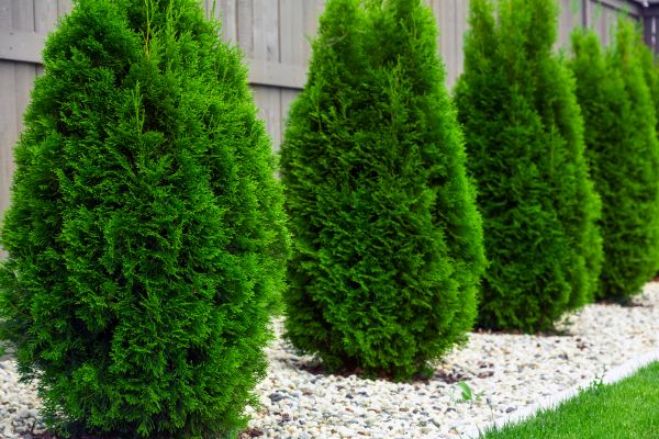Arborvitae Planting in Lehi