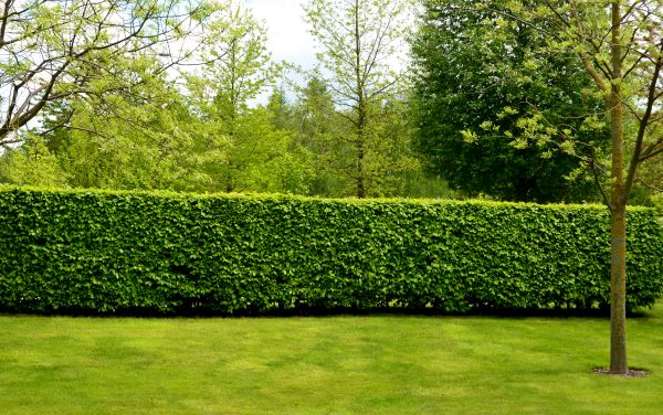 Hedge Planting in Lehi