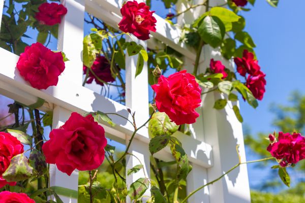 Home Gardening Service in Lehi