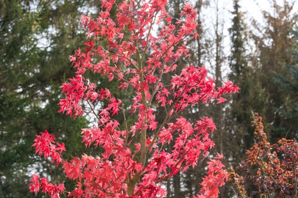 Japanese Maple Planting in Lehi