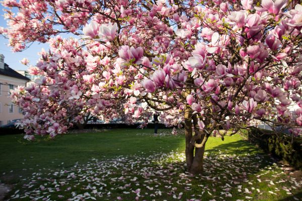 Magnolia Tree Planting in Lehi