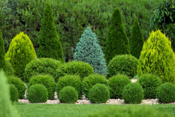 Shrub Replacement in Lehi