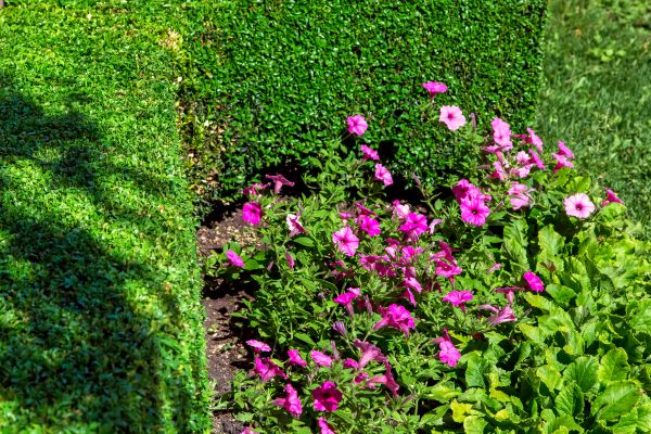 Softscaping Service in Lehi