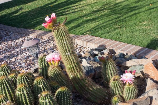 Desert Landscaping in Lehi