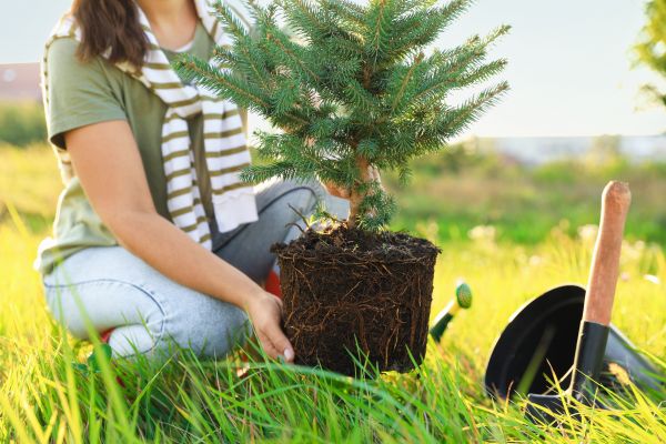 Spruce Tree Planting in Lehi
