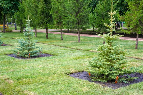Privacy Trees Planting in Lehi