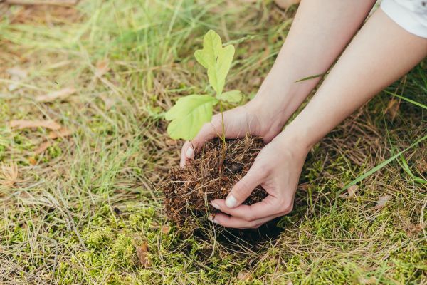 Oak Tree Planting in Lehi