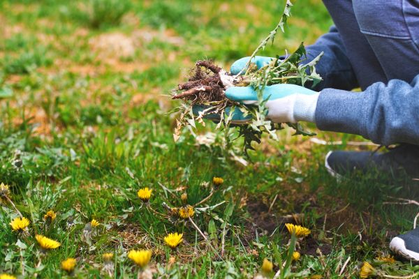 Flower Bed Clearing in Lehi