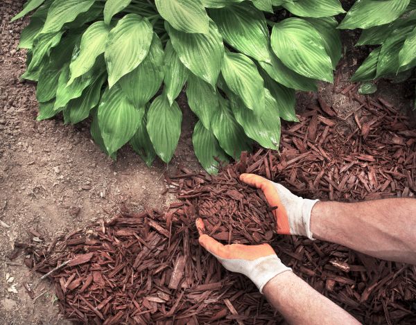 Bark Spreading in Lehi