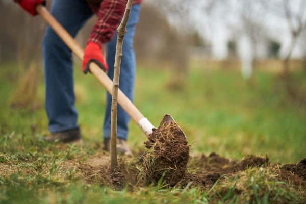 Trees Planting in Lehi