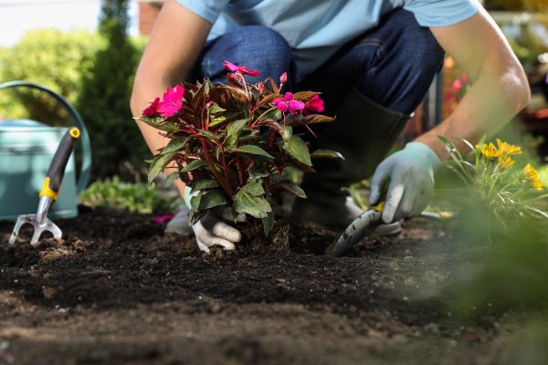 Plant Replacement in Lehi
