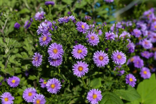 Perennial Flower Planting in Lehi