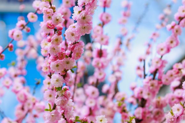Japanese Cherry Tree Planting in Lehi