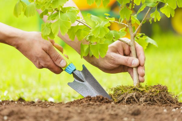 Fruit Tree Planting in Lehi