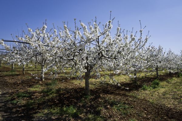 Orchard Planting in Lehi