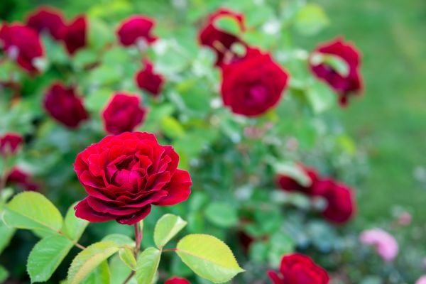 Rose Planting in Lehi