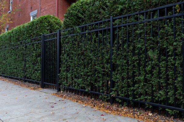 Privacy Hedge Installation in Lehi