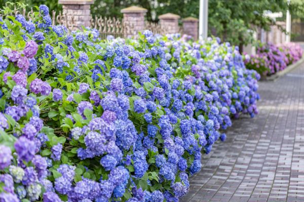 Hydrangea Landscaping in Lehi