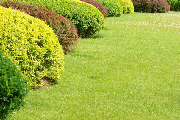 Shrubbery Planting in Lehi