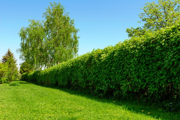 Hedge Replacement in Lehi