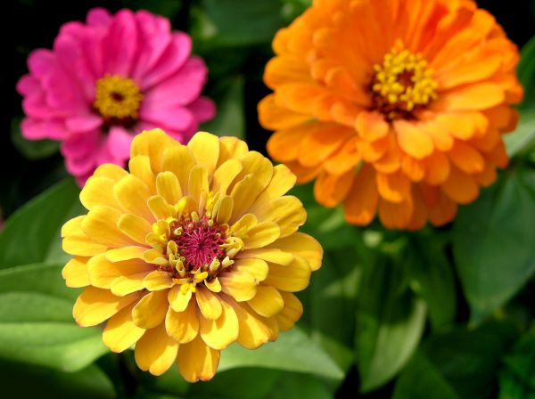Zinnia Planting in Lehi