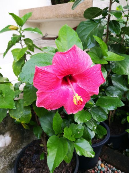 Hibiscus Planting in Lehi