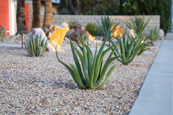 Drought Resistant Landscaping in Lehi