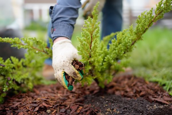 Church Mulching in Lehi