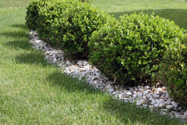 Boxwood Planting in Lehi