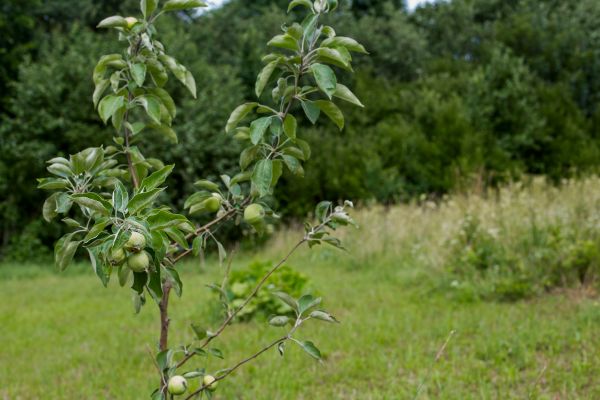 Apple Tree Planting in Lehi