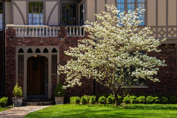 Dogwood Tree Planting in Lehi