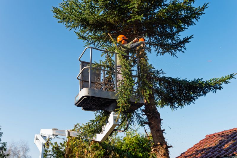Tree Arborist Service